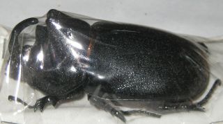 Dynastidae Trichogomphus Vicinus Male A1 55mm (west Papua) Xl
