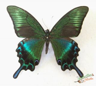 China Green Swallowtail Butterfly Papilio Maackii Set X1 A - Not Perfect J01c