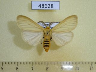48628p Arctiidae Estigmene Sp.  Ansorgei Uganda