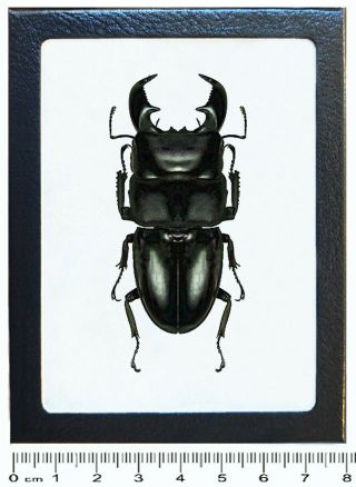 Dorcus Titanus Yasuokai Stag Beetle Malaysia Framed