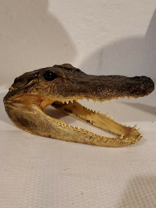 Vintage 6 3/4 " Real Alligator/gator Head Skull Taxidermy Real Teeth & Gls Eyes