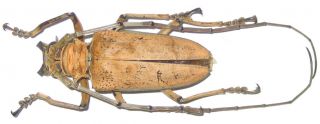 Cerambycidae Rosenbergia Mandibularis Male A1 - 52mm (west Papua)