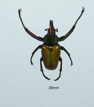 Cetoniidae.  Theodosia Magnifica Bawangensis.  West Kalimantan (36)