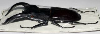 Hexarthrius rhinoceros chaudoiri 84mm (Lucanidae) 2
