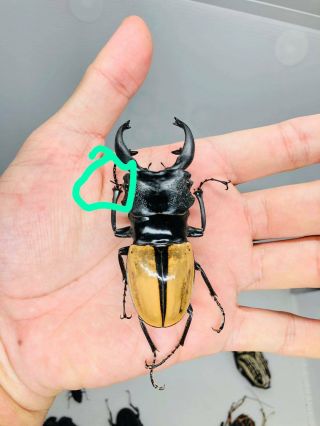 Odontolabis Ludekingi From Indonesia 75mm Lucanidae