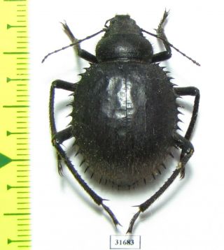 Tenebrionidae,  Prionotheca Coronata,  Tunis