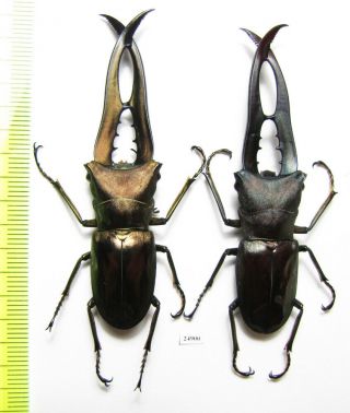 Lucanidae,  Cyclommatus Metallifer Finae,  Indonesia,  Peleng Isl.