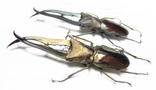 Lucanidae,  Cyclommatus metallifer finae,  Indonesia,  Peleng isl. 2