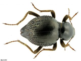 Coleoptera Tenebrionidae Psammodes Vialis Namibia 26mm
