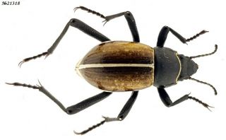 Coleoptera Tenebrionidae Onymacris Sp.  Namibia 16mm