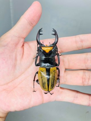 Odontolabis Lacordairei From Indonesia 78mm Lucanidae