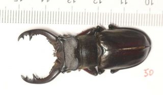 Lucanidae Lucanus Langi 50mm Tibet