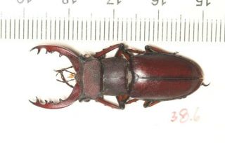 Lucanidae Lucanus Kirchneri 38.  6mm Fujian