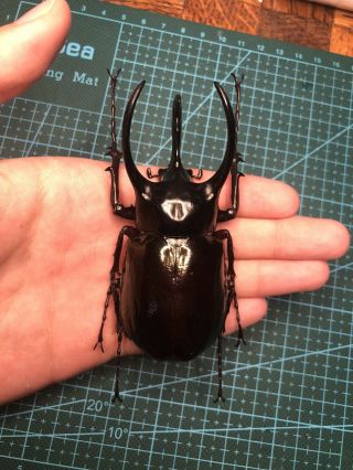 Chalcosoma Chiron,  90mm Dried Specimen,  Large Beetle