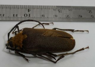 Cerambycidae,  Acanthinodera Cummingi Male (specimen With Legal Register) Xl