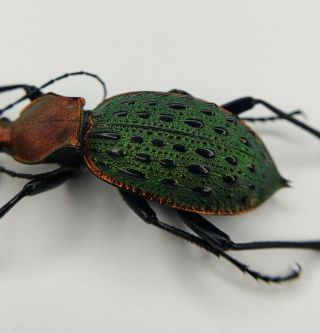 Carabidae,  Carabus Sp,  Apotomopterus,  41mm,  Hubei,  China