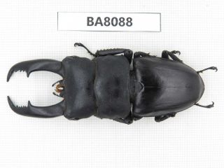 Beetle.  Dorcus Titanus Ssp.  Guizhou,  Mt.  Leigongshan.  1m.  Ba8088.