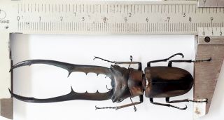Black Color Cyclommatus Metallifer Finae 86mm From Peleng Indonesia