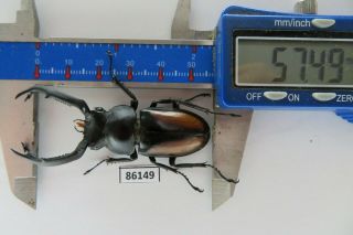 86149 Lucanidae: Rhaetulus Crenatus Tsutsuii.  Vietnam.  Kon Tum.  57mm