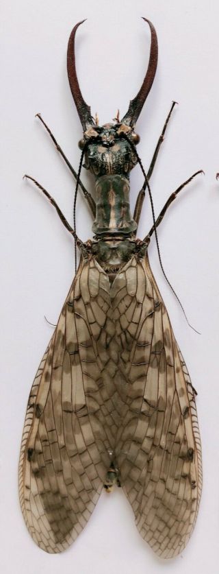Acanthacorydalis Orientalis 120mm From Yuexi Anhui 1117