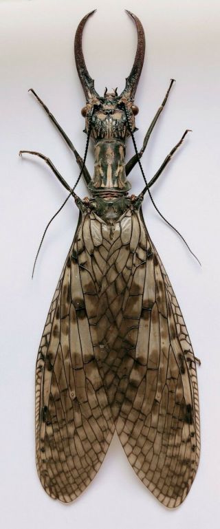 Acanthacorydalis Orientalis 124mm From Yuexi Anhui 1113