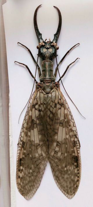 Acanthacorydalis Orientalis 126mm From Yuexi Anhui 1112