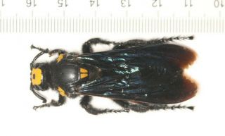 Hymenoptera Megascolia Sp.  F Very Giant Wast From West Yunnan (1)