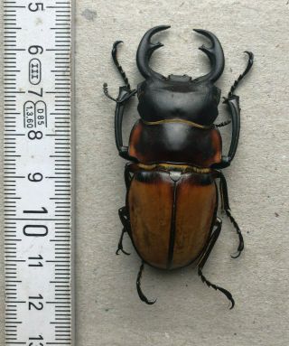 Lucanidae,  Odontolabis Lowei,  N.  - Borneo,  Giant,  58 Mm,  A1