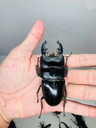 Dorcus Alcides From Indonesia 85.  5mm Lucanidae