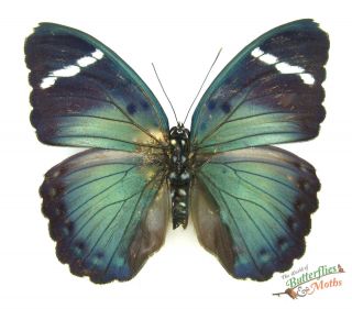 African Butterfly Euphaedra Preussi Set X1 Fm A - Central African Republic J01