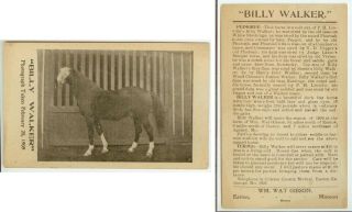 1909 Easton Missouri Billy Walker Prize Horse Stud Service Card - Wm Wat Gibson
