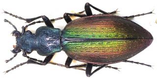 38.  Carabidae - Carabus (ceroglosus) Buqueti Ssp.  Cordicollis.  Male