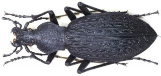 8.  Carabidae - Carabus (apotomopterus) Yaophilus.  Female