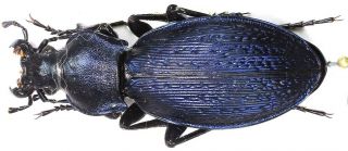 6.  Carabidae - Carabus (morphocarabus) Kollari F.  Joergeri … Female