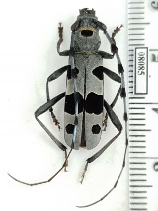 Cerambycidae Rosalia Alpina Russia,  South Urals Male 3