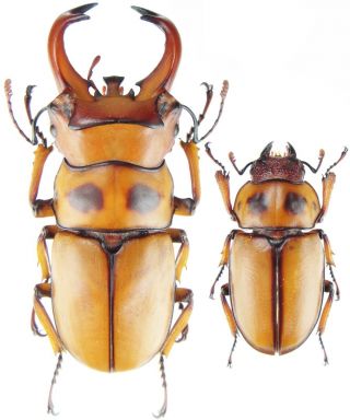 Insect - Lucanidae Homoderus Gladiator - Cameroon - Pair 40mm, .