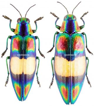 Insect - Buprestidae Chrysochroa Ephippigera - Fn.  Vietnam - Pair 40mm,  / -.