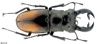 Coleoptera Lucanidae Hexarthrius Parryi Paradoxus Indonesia Sumatra Male 84mm