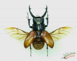 Stag Beetle Odontolabis Sarasinorum Set X1 A1 Spread Wings 70mm Thailand J01