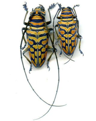 Coleoptera - Cerambycidae - Sternotomis Bohemani Dichrous - Pair - Tanzania