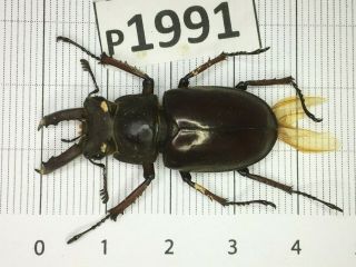 P1991 Cerambycidae Lucanus Insect Beetle Coleoptera Vietnam