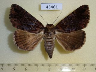 43461p Noctuidae Tolna Sp.  Variegata Madagascar
