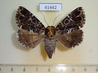 41442p Noctuidae Tolna Sp.  Sypnoides Madagascar