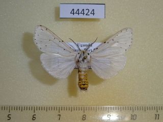 44424p Arctiidae Alpenus Sp.  Affiniola Uganda