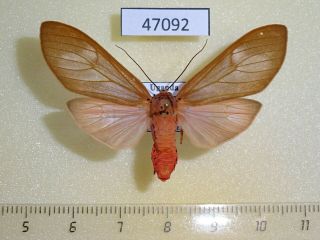47092p Arctiidae Amerila Sp.  Makadara Uganda