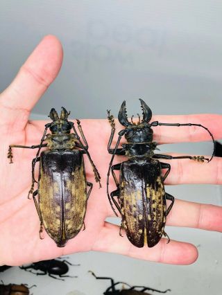 Acanthophorus Maculatus From Tanzania 85.  5mm Pair Cerambycidae