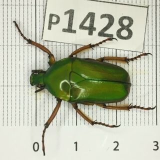 P1428 Cerambycidae Lucanus Insect Beetle Coleoptera Vietnam