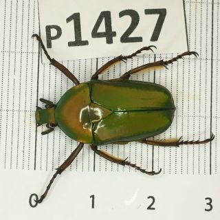 P1427 Cerambycidae Lucanus Insect Beetle Coleoptera Vietnam