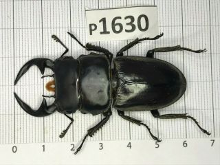 P1630 Cerambycidae Lucanus Insect Beetle Coleoptera Vietnam