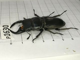 P1630 Cerambycidae Lucanus insect beetle Coleoptera Vietnam 2